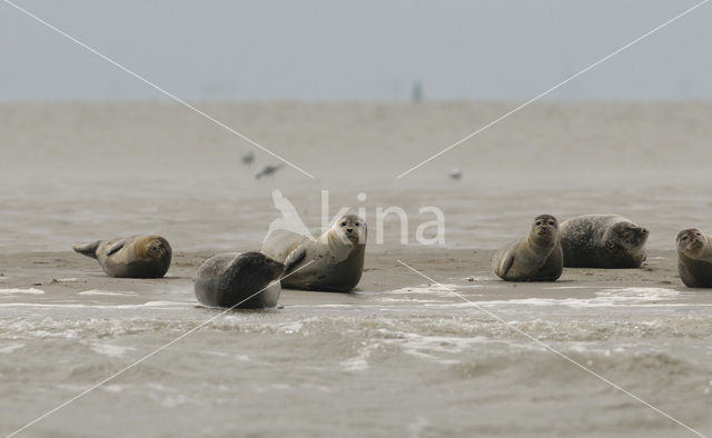 Gewone zeehond (Phoca vitulina)