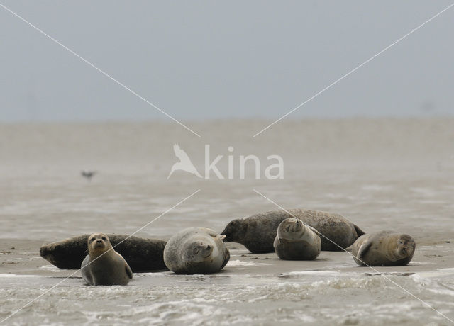 Gewone zeehond (Phoca vitulina)