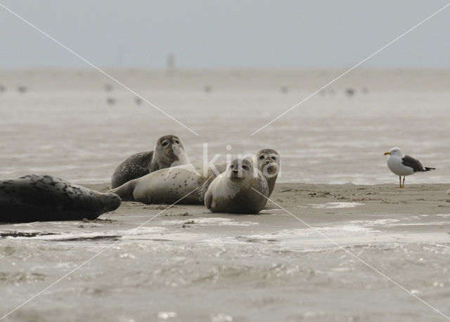 Common Seal (Phoca vitulina)