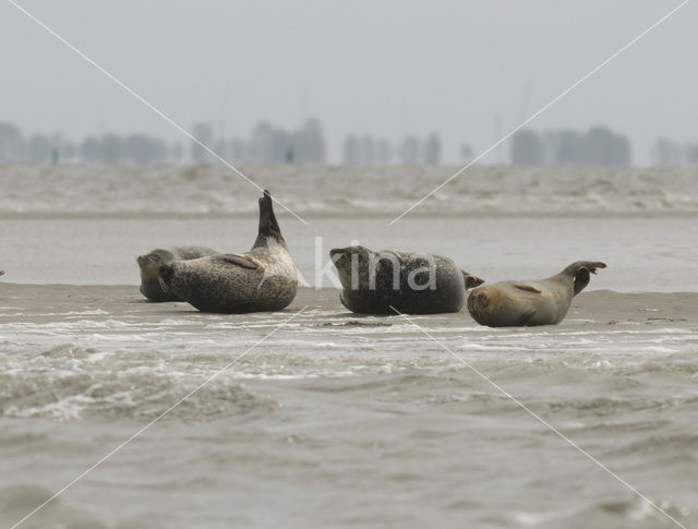 Gewone zeehond (Phoca vitulina)