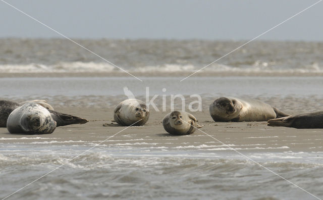 Common Seal (Phoca vitulina)