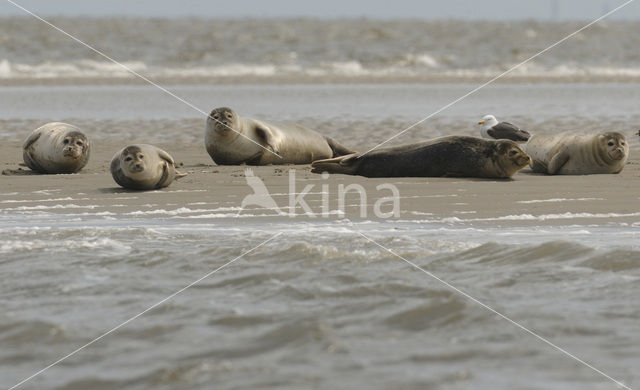 Gewone zeehond (Phoca vitulina)