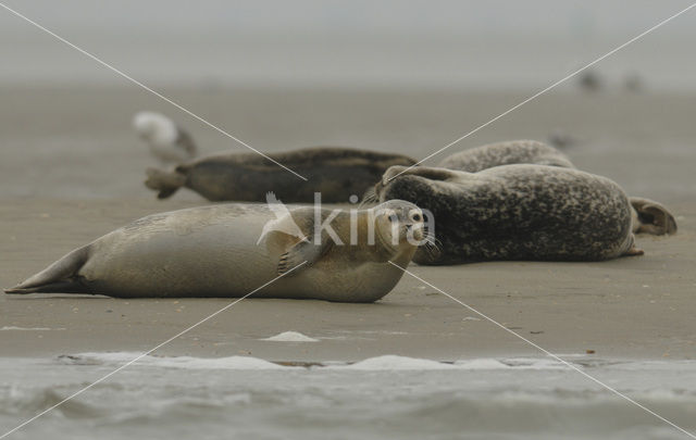 Gewone zeehond (Phoca vitulina)