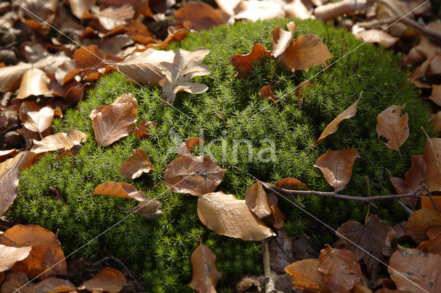 haircap moss (Polytrichum commune)