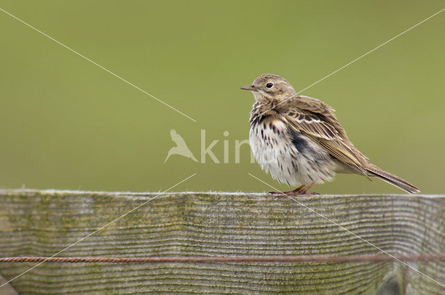 Meadow Pipit (Anthus pratensis)