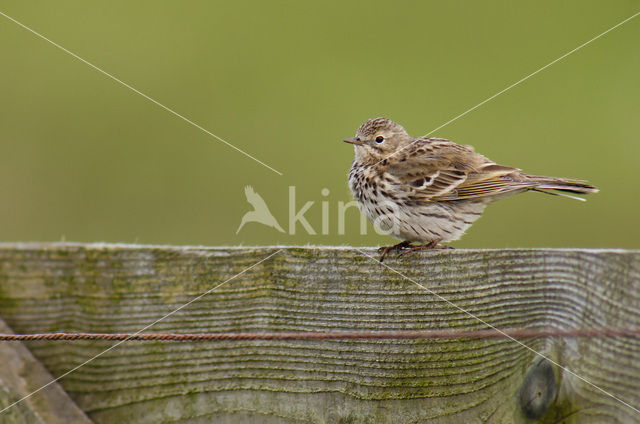 Graspieper (Anthus pratensis)