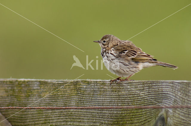 Graspieper (Anthus pratensis)