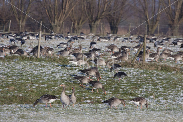 Grauwe Gans (Anser anser)