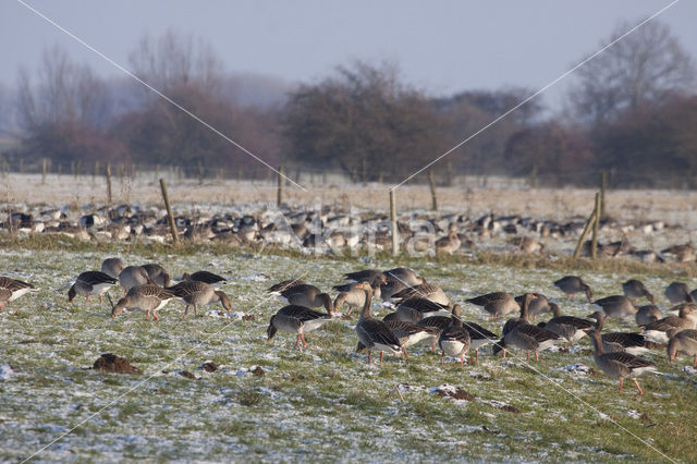 Grauwe Gans (Anser anser)