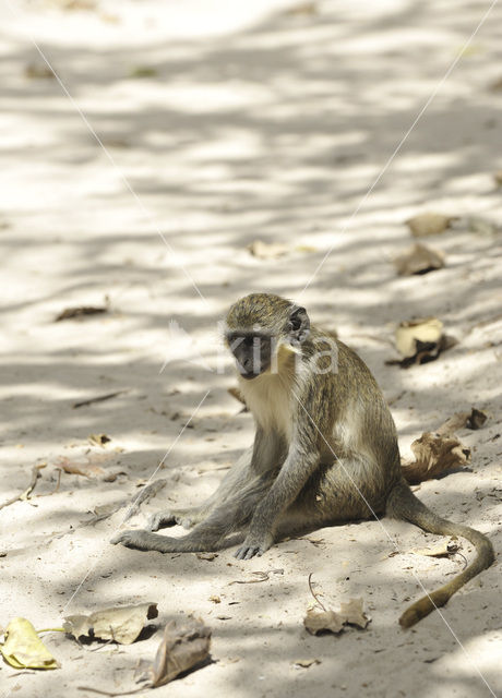 Green Monkey (Chlorocebus sabaeus)