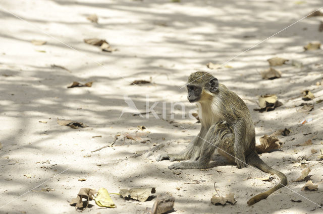 Groene meerkat (Chlorocebus sabaeus)