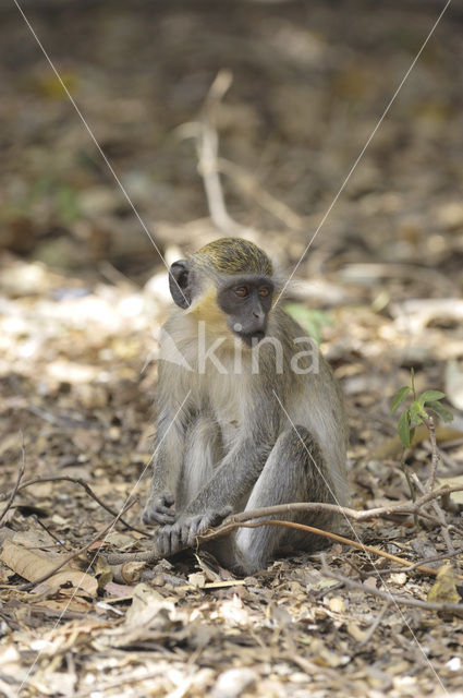 Green Monkey (Chlorocebus sabaeus)