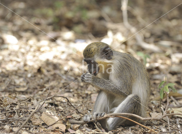 Green Monkey (Chlorocebus sabaeus)