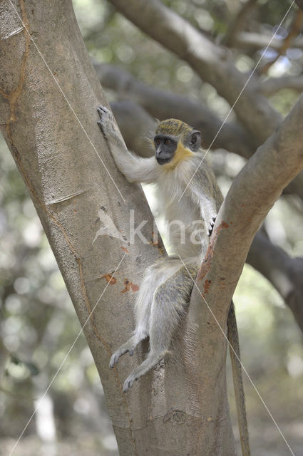 Green Monkey (Chlorocebus sabaeus)