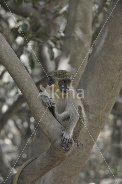 Groene meerkat (Chlorocebus sabaeus)