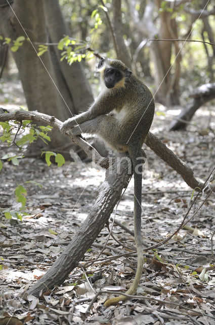 Groene meerkat (Chlorocebus sabaeus)