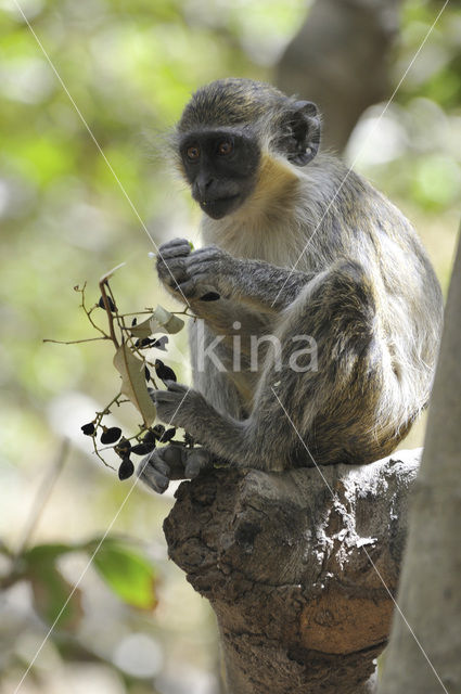 Green Monkey (Chlorocebus sabaeus)