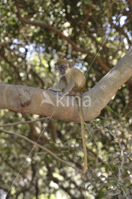 Green Monkey (Chlorocebus sabaeus)