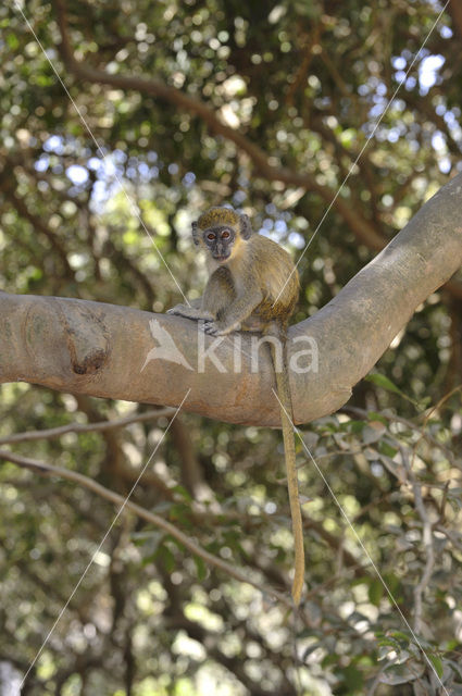 Groene meerkat (Chlorocebus sabaeus)