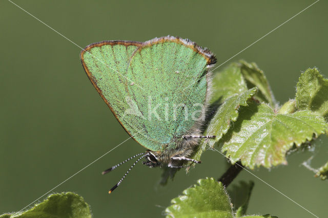 Groentje (Callophrys rubi)