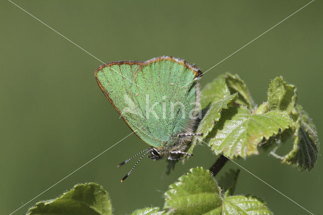 Groentje (Callophrys rubi)