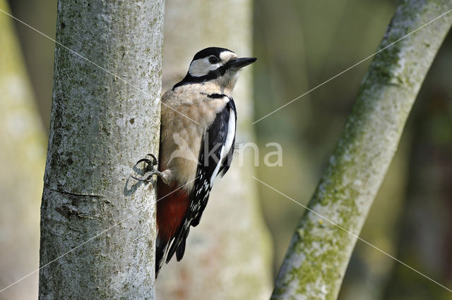 Grote Bonte Specht (Dendrocopos major)