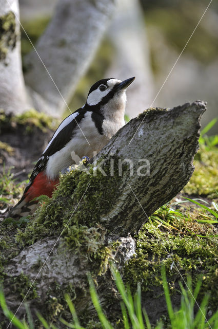 Grote Bonte Specht (Dendrocopos major)