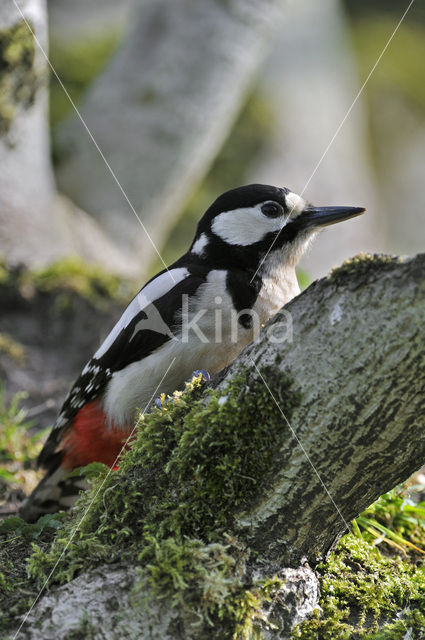 Grote Bonte Specht (Dendrocopos major)