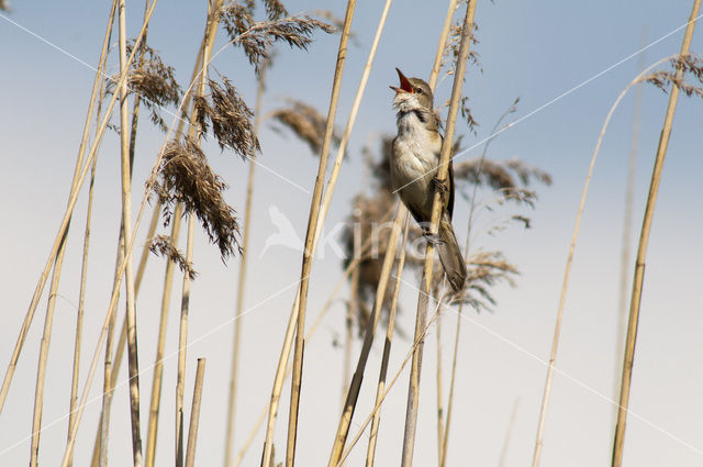 Grote Karekiet (Acrocephalus arundinaceus)