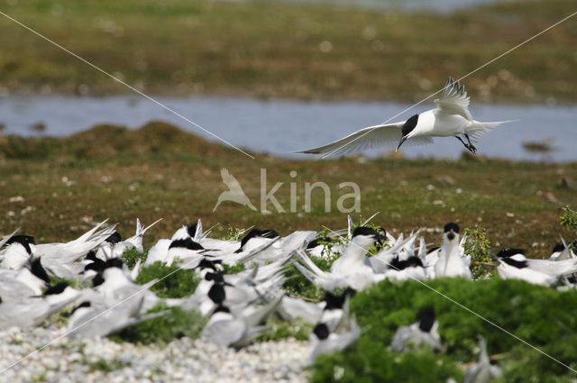 Grote Stern (Sterna sandvicensis)