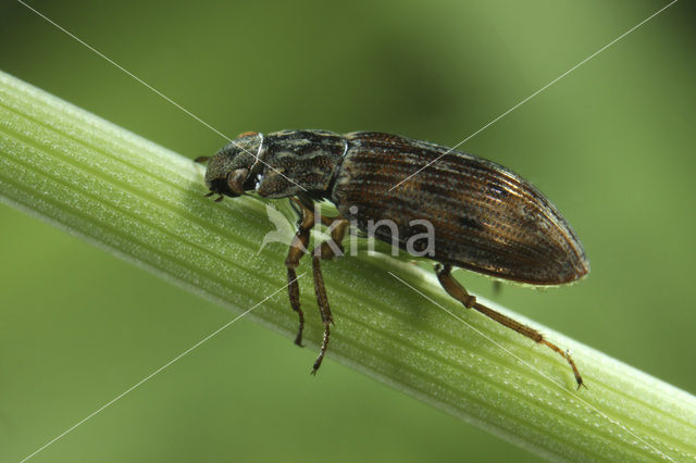 Grote weerschijntreder (Helophorus grandis)