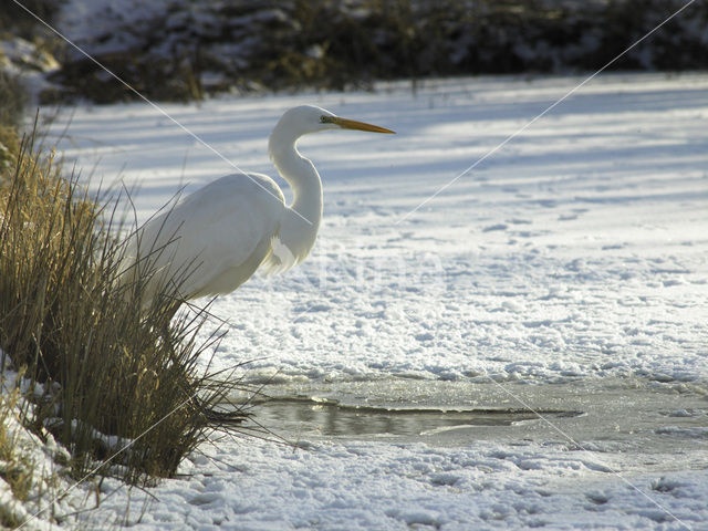 Great Heron (Ardea alba)