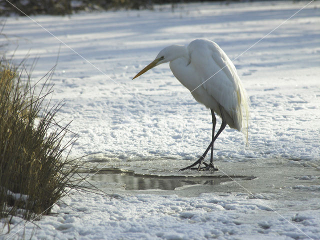 Grote Zilverreiger (Ardea alba)