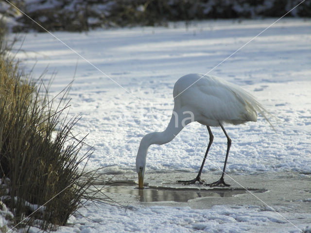 Grote Zilverreiger (Ardea alba)