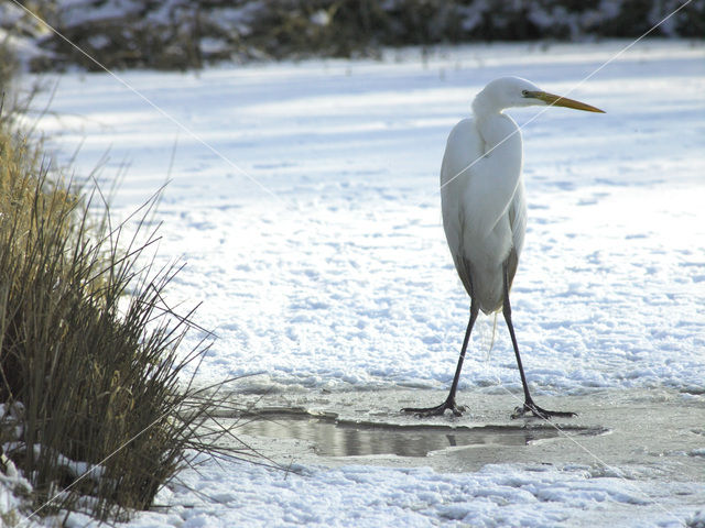 Grote Zilverreiger (Ardea alba)