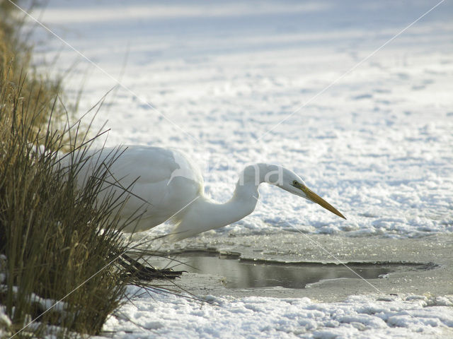 Grote Zilverreiger (Ardea alba)