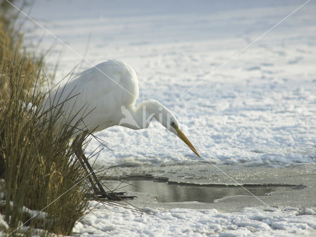 Grote Zilverreiger (Ardea alba)