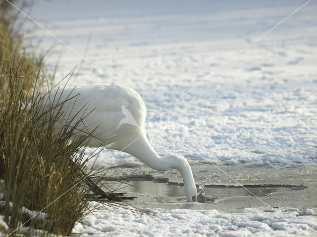 Grote Zilverreiger (Ardea alba)