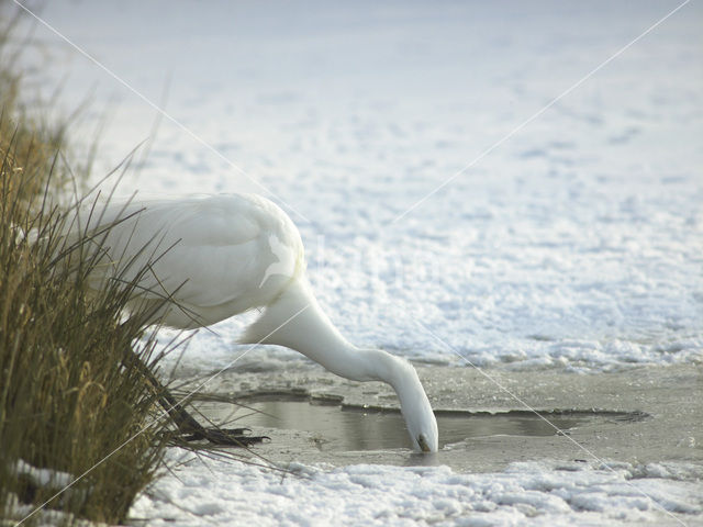 Grote Zilverreiger (Ardea alba)