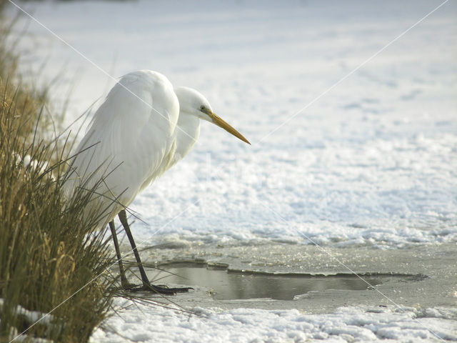 Grote Zilverreiger (Ardea alba)