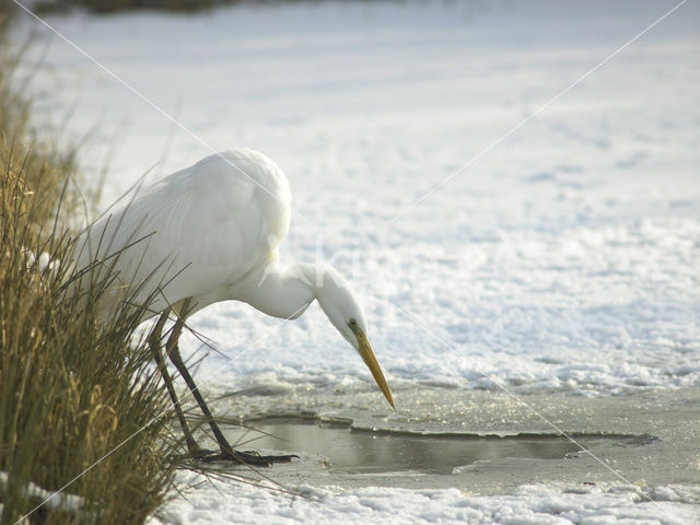 Grote Zilverreiger (Ardea alba)