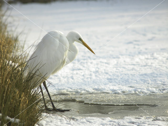 Grote Zilverreiger (Ardea alba)