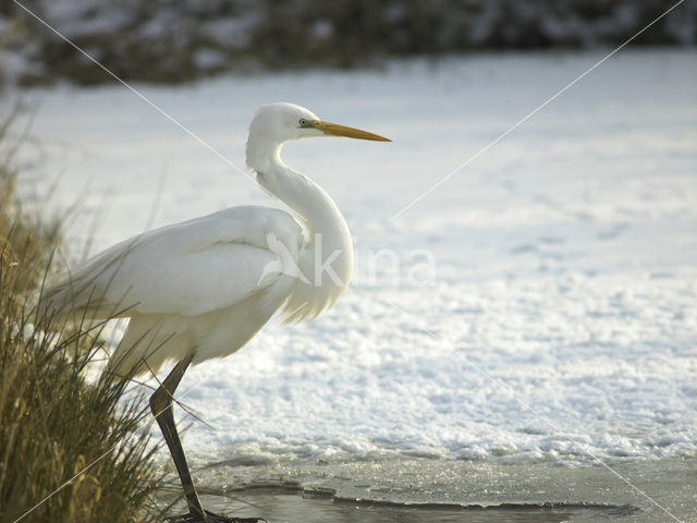 Grote Zilverreiger (Ardea alba)