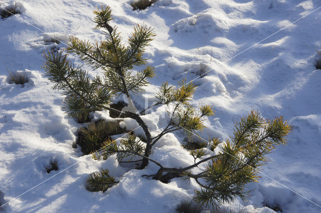 Grove den (Pinus sylvestris)