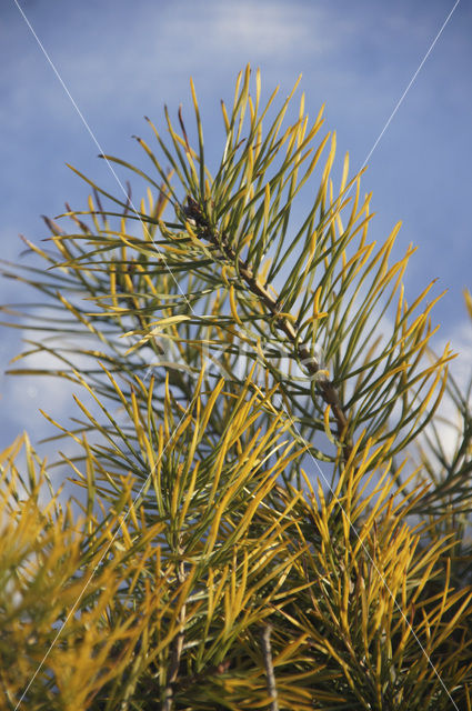 Scots Pine (Pinus sylvestris)