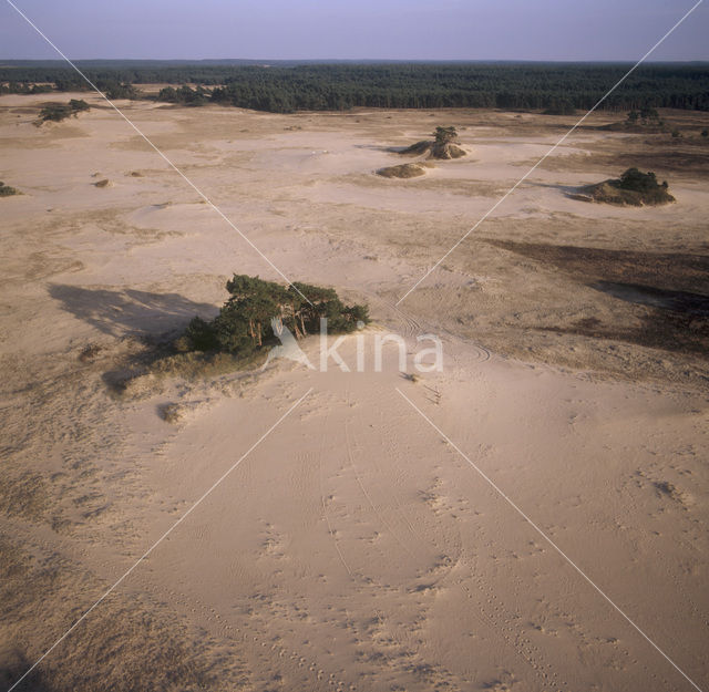 Grove den (Pinus sylvestris)