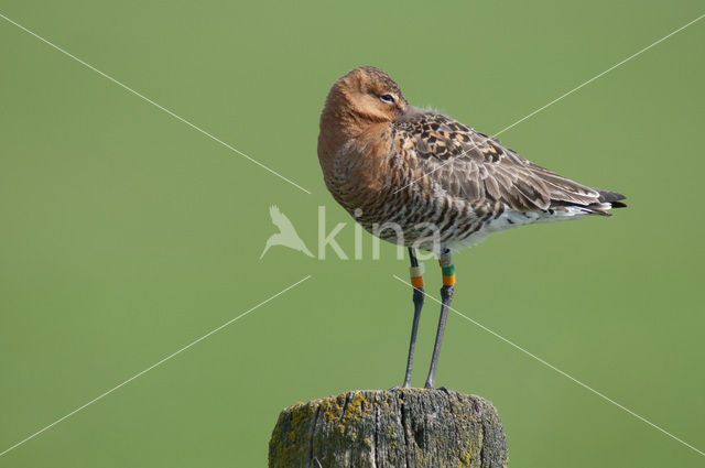 Black-tailed Godwit (Limosa limosa)