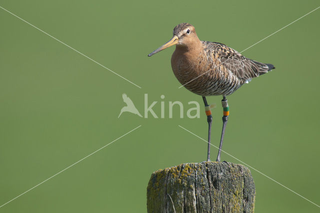 Grutto (Limosa limosa)