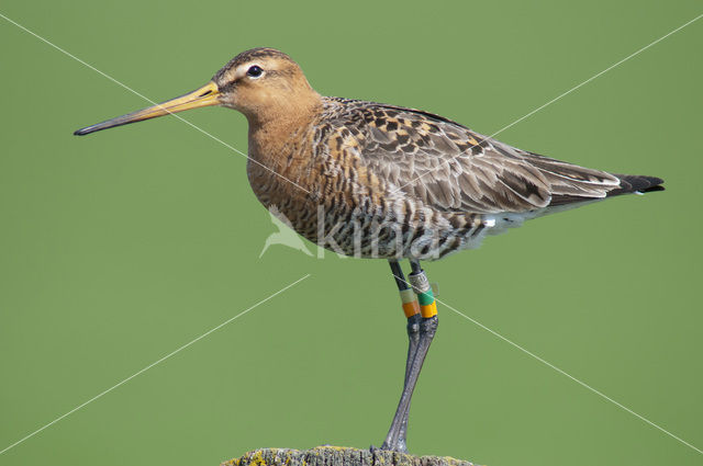 Black-tailed Godwit (Limosa limosa)