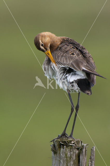 Black-tailed Godwit (Limosa limosa)